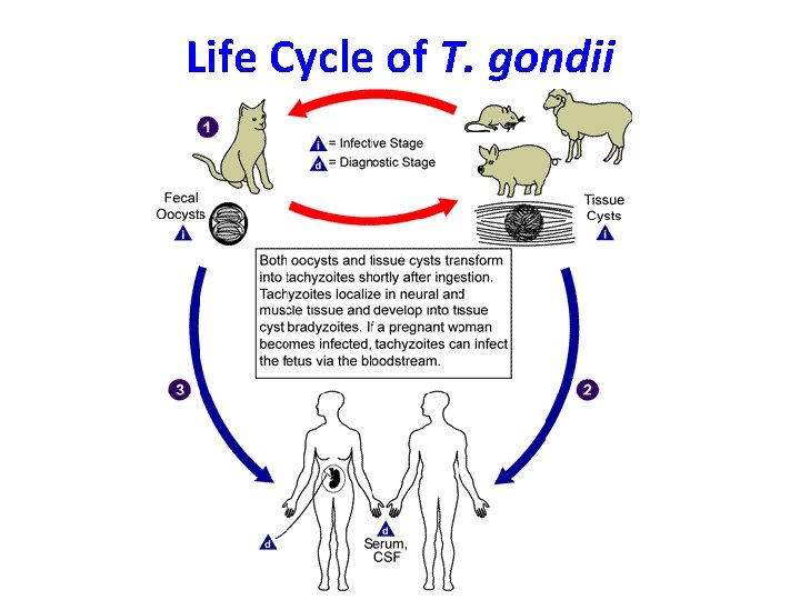 Life Cycle of T. gondii 