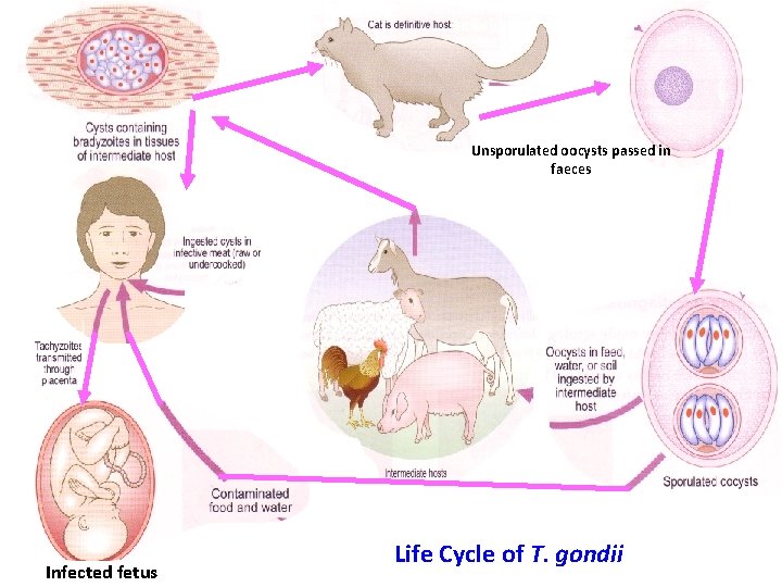 Unsporulated oocysts passed in faeces Infected fetus Life Cycle of T. gondii 