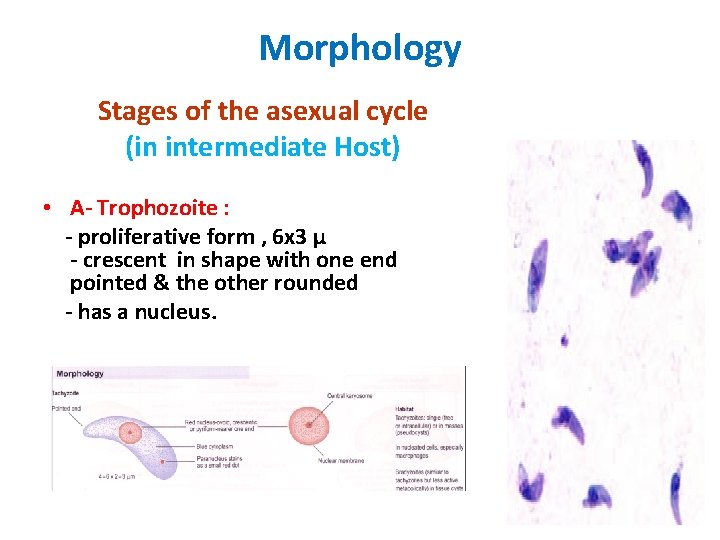 Morphology Stages of the asexual cycle (in intermediate Host) • A- Trophozoite : -