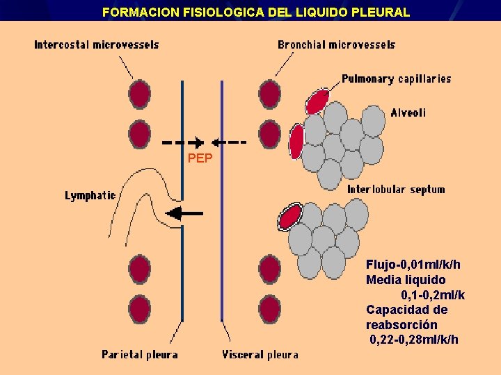 FORMACION FISIOLOGICA DEL LIQUIDO PLEURAL PEP Flujo-0, 01 ml/k/h Media liquido 0, 1 -0,
