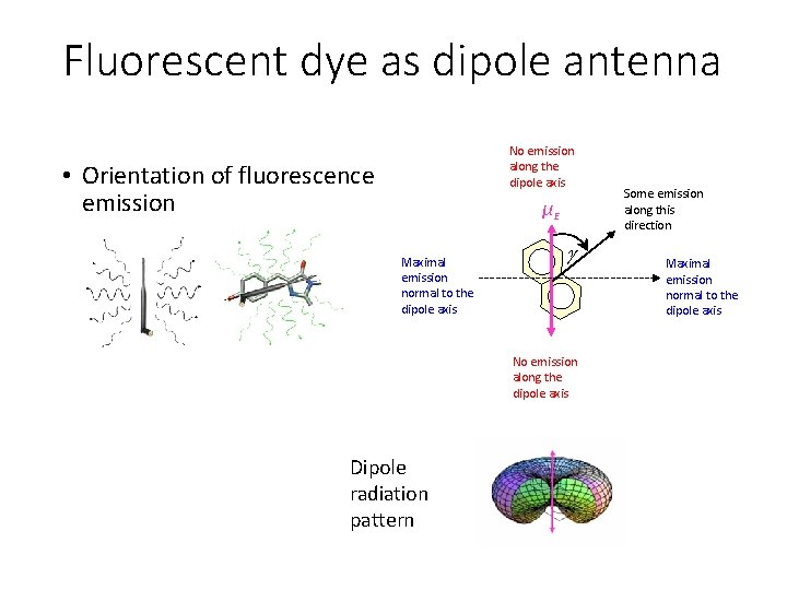 Fluorescent dye as dipole antenna No emission along the dipole axis • Orientation of