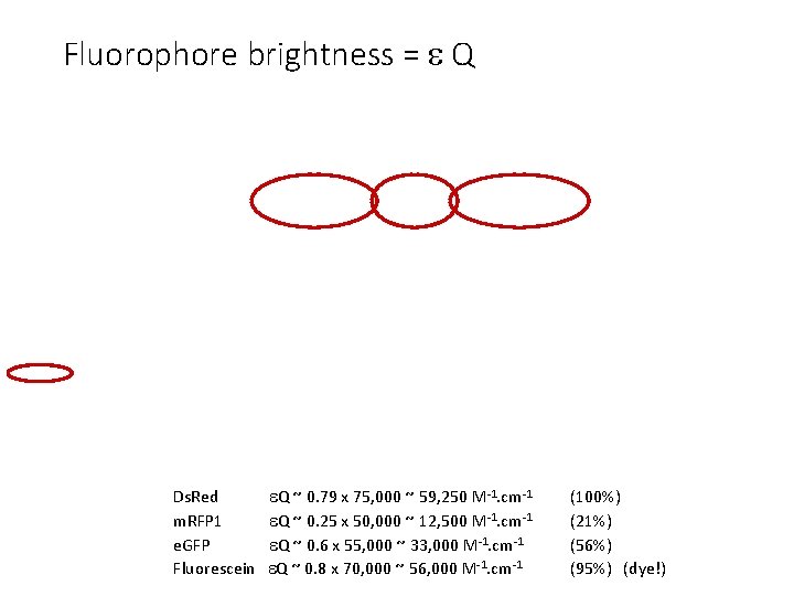 Fluorophore brightness = Q Ds. Red Q ~ 0. 79 x 75, 000 ~