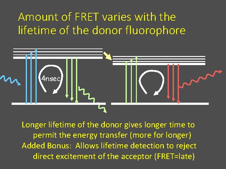 Amount of FRET varies with the lifetime of the donor fluorophore 4 nsec Longer