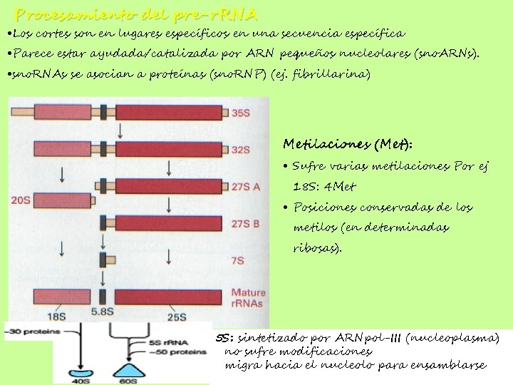 Procesamiento del pre-r. RNA • Los cortes son en lugares específicos en una secuencia