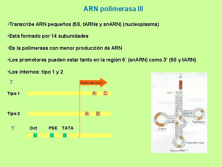 ARN polimerasa III • Transcribe ARN pequeños (5 S, t. ARNs y sn. ARN)