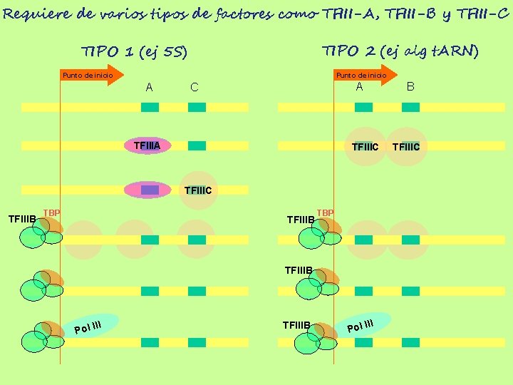 Requiere de varios tipos de factores como TFIII-A, TFIII-B y TFIII-C TIPO 2 (ej