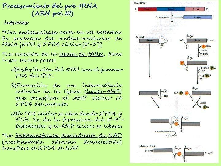 Procesamiento del pre-t. RNA (ARN pol III) Intrones *Una endonucleasa corta en los extremos.