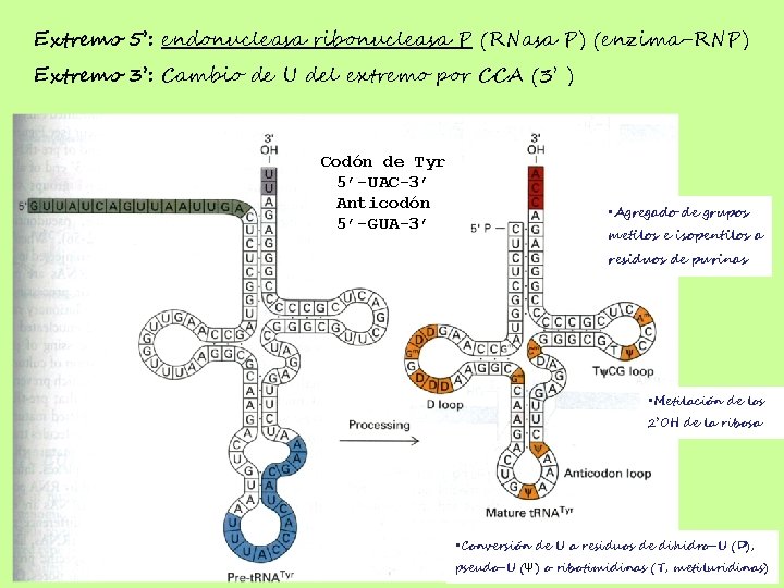 Extremo 5’: endonucleasa ribonucleasa P (RNasa P) (enzima-RNP) Extremo 3’: Cambio de U del
