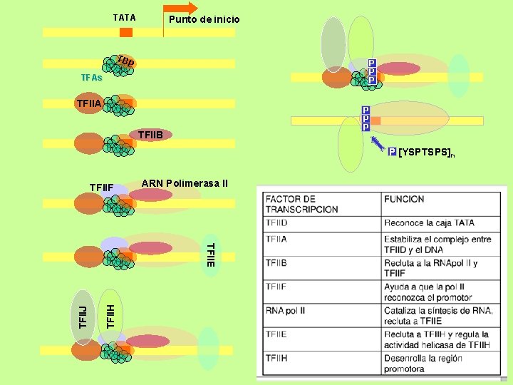 TATA Punto de inicio TB P P TFAs TFIIA P P P TFIIB P