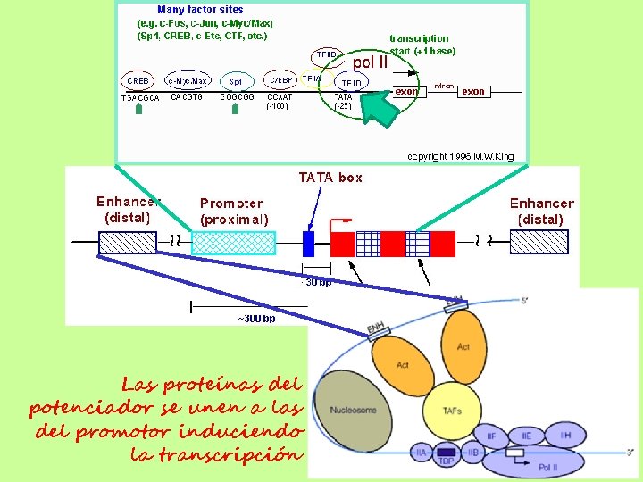 Las proteínas del potenciador se unen a las del promotor induciendo la transcripción 