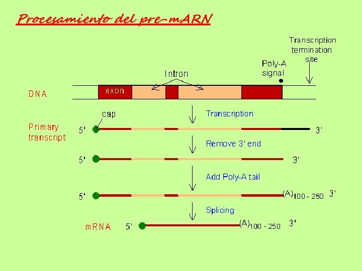 Procesamiento del pre-m. ARN 