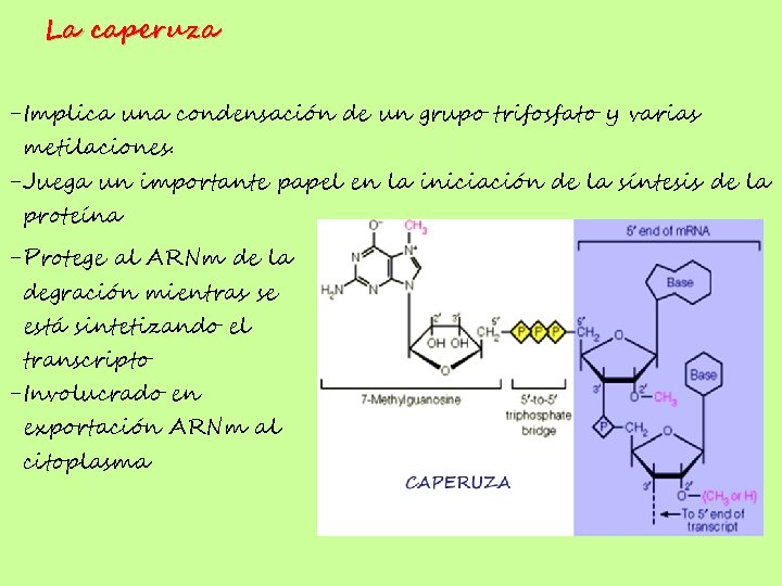 La caperuza -Implica una condensación de un grupo trifosfato y varias metilaciones. -Juega un