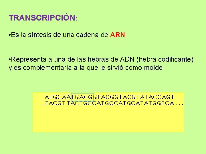 TRANSCRIPCIÓN: • Es la síntesis de una cadena de ARN • Representa a una