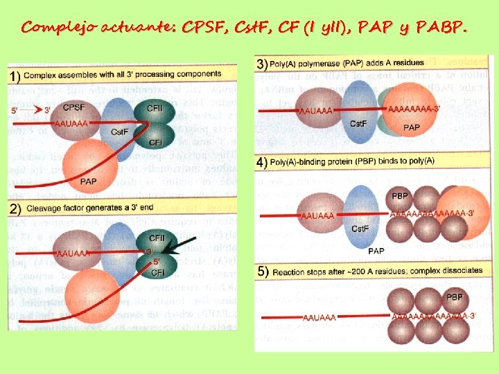 Complejo actuante: CPSF, Cst. F, CF (I y. II), PAP y PABP. 