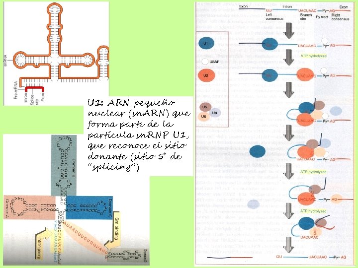 U 1: ARN pequeño nuclear (sn. ARN) que forma parte de la partícula sn.