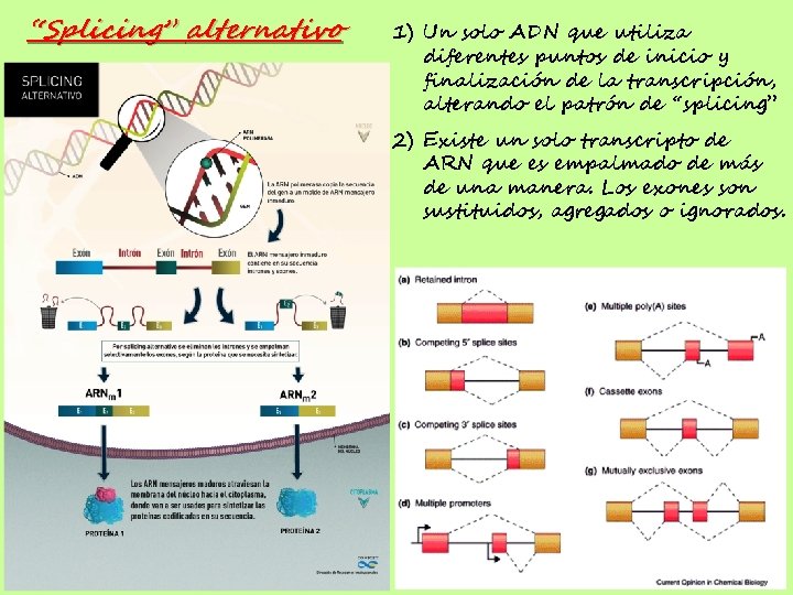 “Splicing” alternativo 1) Un solo ADN que utiliza diferentes puntos de inicio y finalización