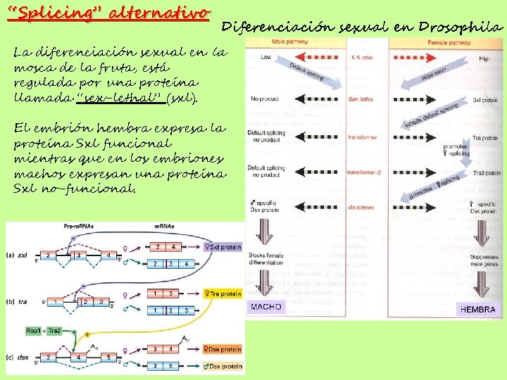“Splicing” alternativo Diferenciación sexual en Drosophila La diferenciación sexual en la mosca de la