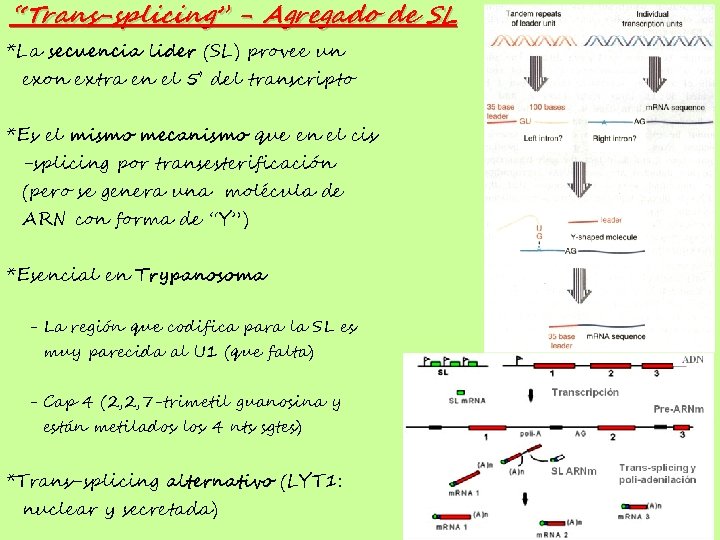 “Trans-splicing” - Agregado de SL *La secuencia lider (SL) provee un exon extra en