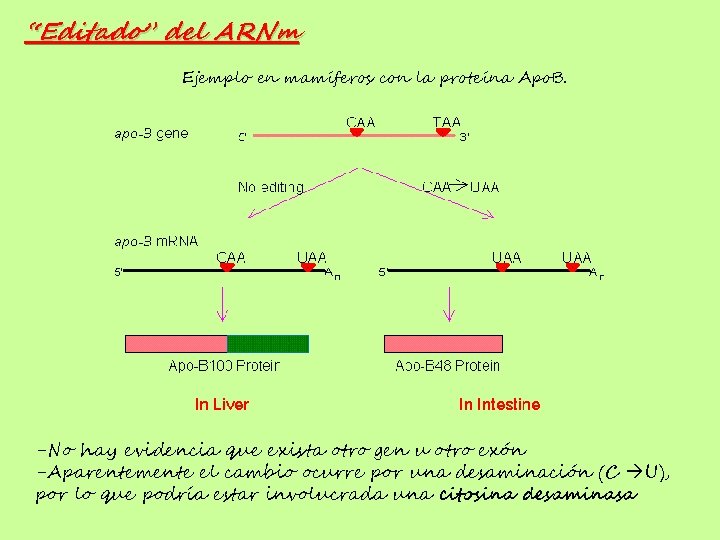 “Editado” del ARNm Ejemplo en mamíferos con la proteína Apo. B. -No hay evidencia