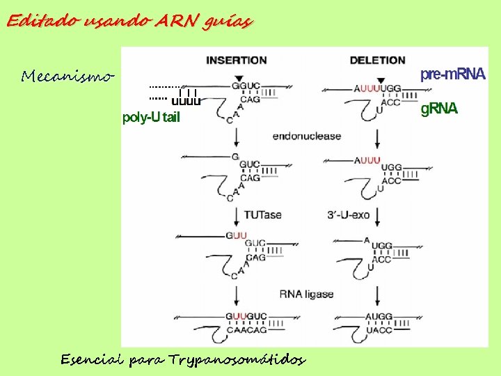 Editado usando ARN guías Mecanismo Esencial para Trypanosomátidos 