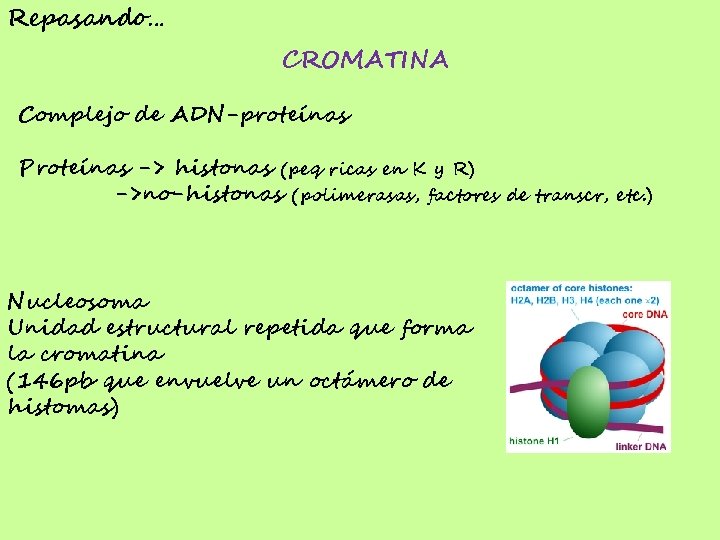 Repasando… CROMATINA Complejo de ADN-proteínas Proteínas -> histonas (peq ricas en K y R)