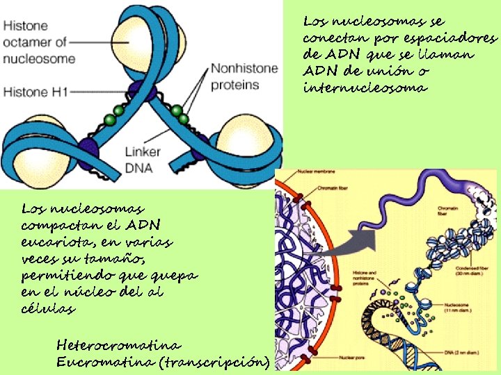 Los nucleosomas se conectan por espaciadores de ADN que se llaman ADN de unión