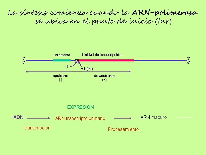 La síntesis comienza cuando la ARN-polimerasa se ubica en el punto de inicio (Inr)