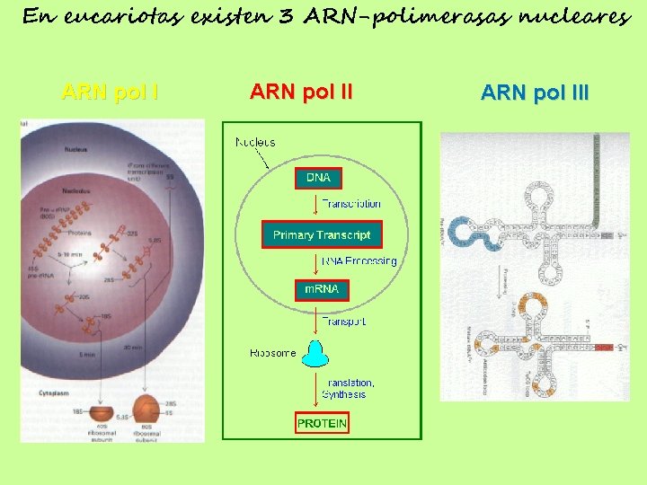 En eucariotas existen 3 ARN-polimerasas nucleares ARN pol III 