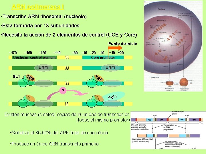 ARN polimerasa I • Transcribe ARN ribosomal (nucleolo) • Está formada por 13 subunidades