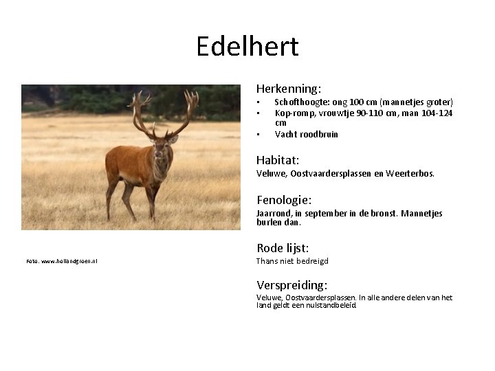 Edelhert Herkenning: • • • Schofthoogte: ong 100 cm (mannetjes groter) Kop-romp, vrouwtje 90
