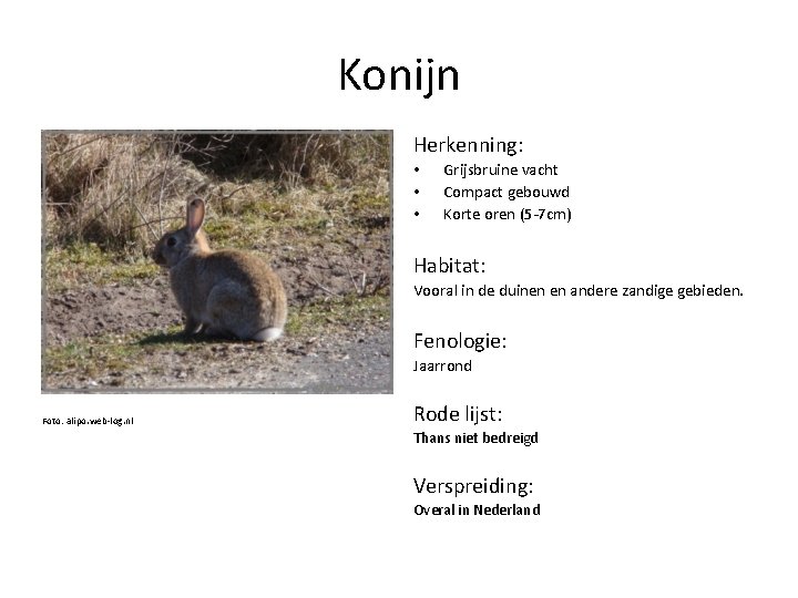 Konijn Herkenning: • • • Grijsbruine vacht Compact gebouwd Korte oren (5 -7 cm)