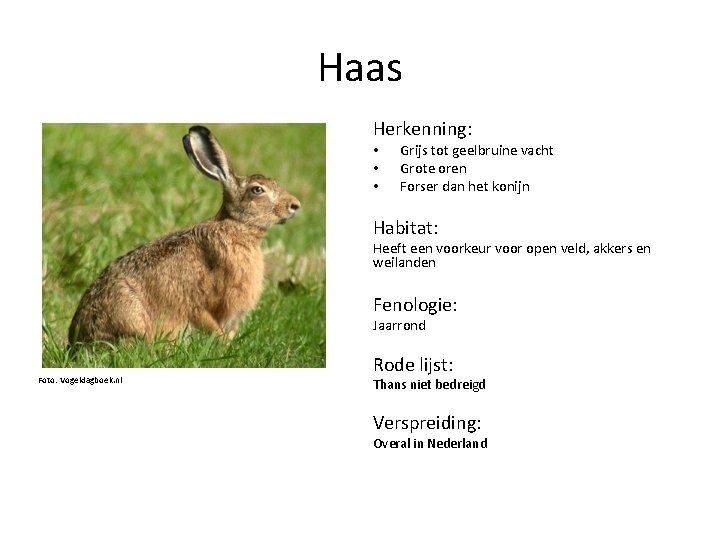 Haas Herkenning: • • • Grijs tot geelbruine vacht Grote oren Forser dan het