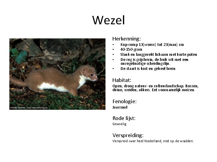 Wezel Herkenning: • • • Kop-romp 13(vrouw) tot 23(man) cm 40 -150 gram Slank