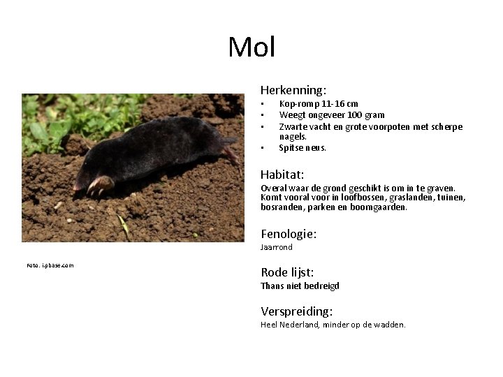 Mol Herkenning: • • Kop-romp 11 -16 cm Weegt ongeveer 100 gram Zwarte vacht