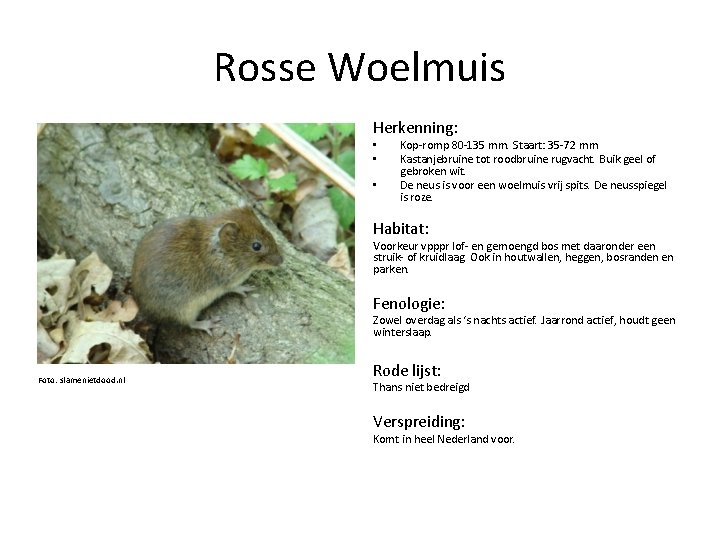 Rosse Woelmuis Herkenning: • • • Kop-romp 80 -135 mm. Staart: 35 -72 mm