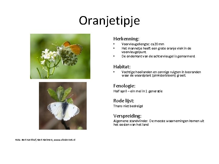 Oranjetipje Herkenning: • • • Voorvleugellengte: ca 20 mm Het mannetje heeft een grote