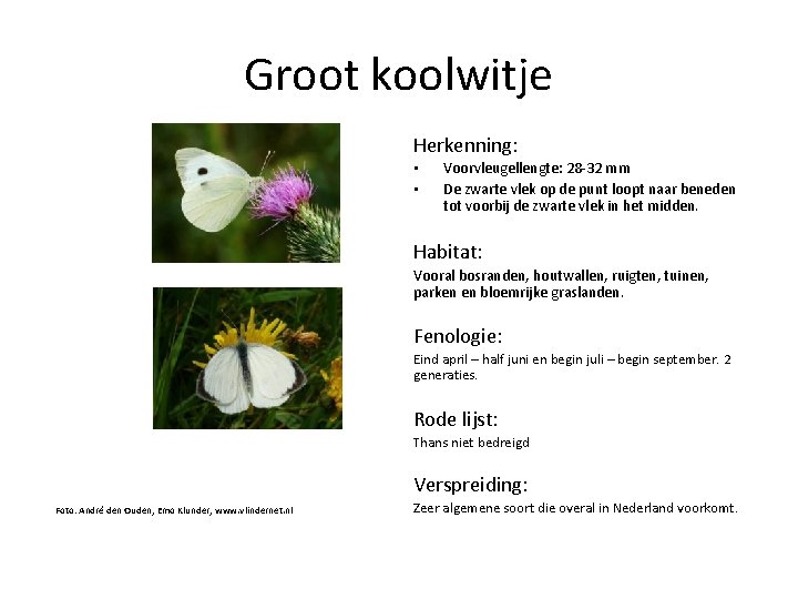 Groot koolwitje Herkenning: • • Voorvleugellengte: 28 -32 mm De zwarte vlek op de