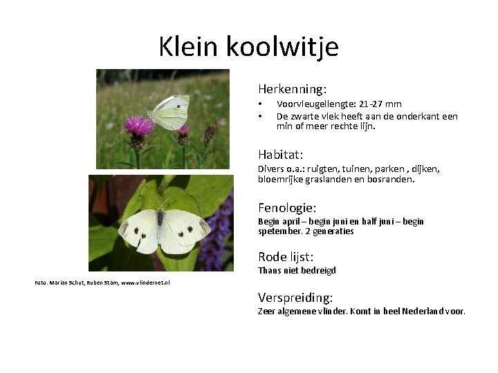 Klein koolwitje Herkenning: • • Voorvleugellengte: 21 -27 mm De zwarte vlek heeft aan