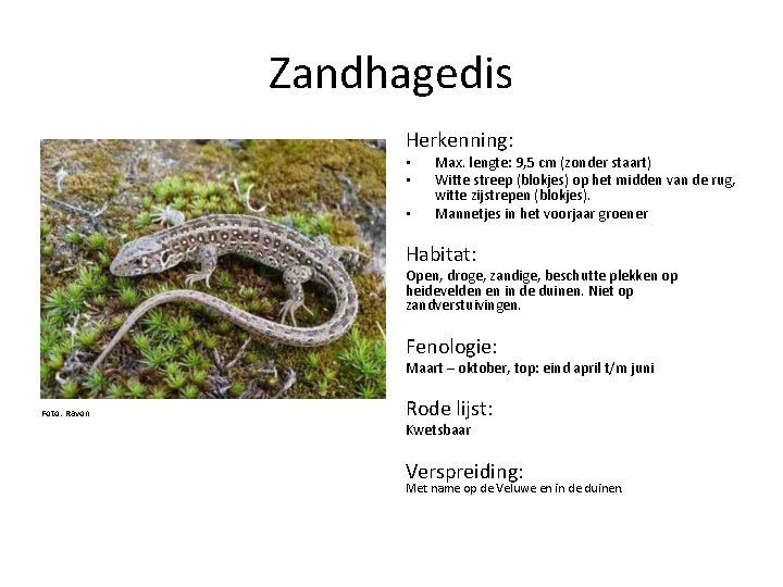 Zandhagedis Herkenning: • • • Max. lengte: 9, 5 cm (zonder staart) Witte streep