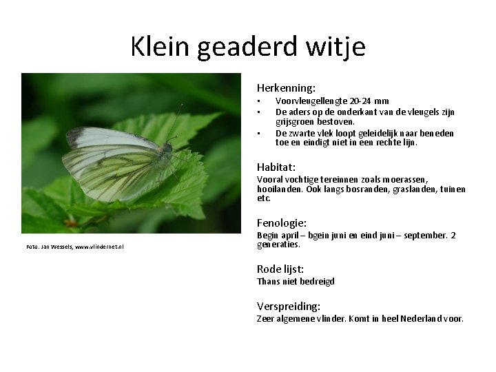 Klein geaderd witje Herkenning: • • • Voorvleugellengte 20 -24 mm De aders op
