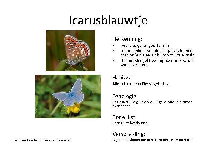 Icarusblauwtje Herkenning: • • • Voorvleugellengte: 15 mm De bovenkant van de vleugels is