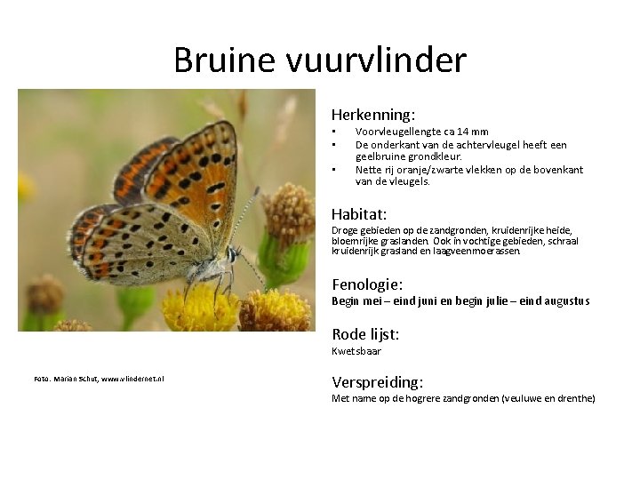 Bruine vuurvlinder Herkenning: • • • Voorvleugellengte ca 14 mm De onderkant van de