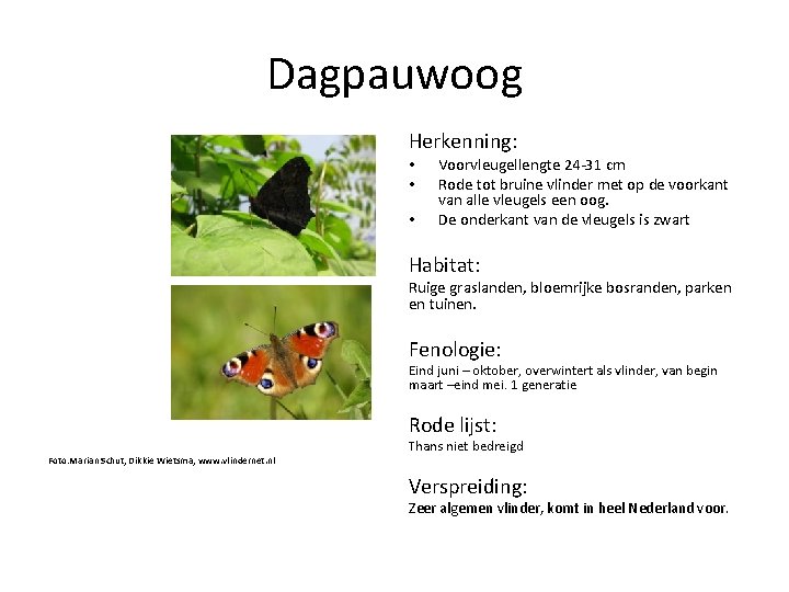 Dagpauwoog Herkenning: • • • Voorvleugellengte 24 -31 cm Rode tot bruine vlinder met
