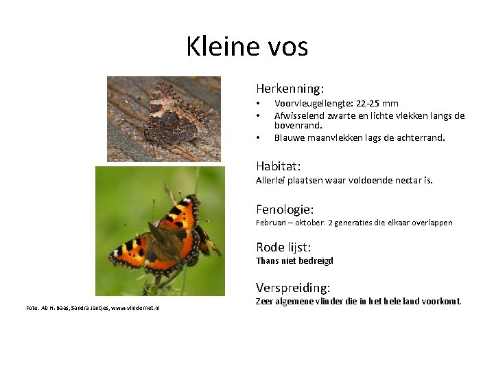Kleine vos Herkenning: • • • Voorvleugellengte: 22 -25 mm Afwisselend zwarte en lichte