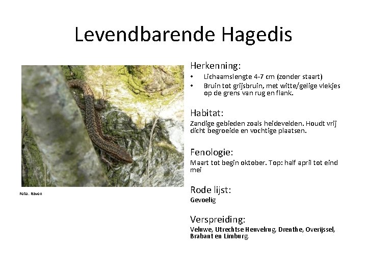 Levendbarende Hagedis Herkenning: • • Lichaamslengte 4 -7 cm (zonder staart) Bruin tot grijsbruin,