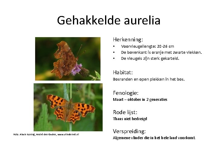Gehakkelde aurelia Herkenning: • • • Voorvleugellengte: 20 -26 cm De bovenkant is oranje