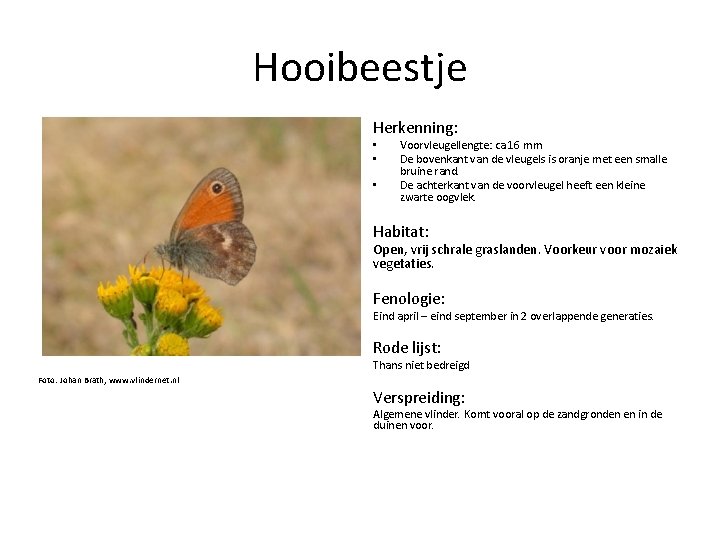 Hooibeestje Herkenning: • • • Voorvleugellengte: ca 16 mm De bovenkant van de vleugels