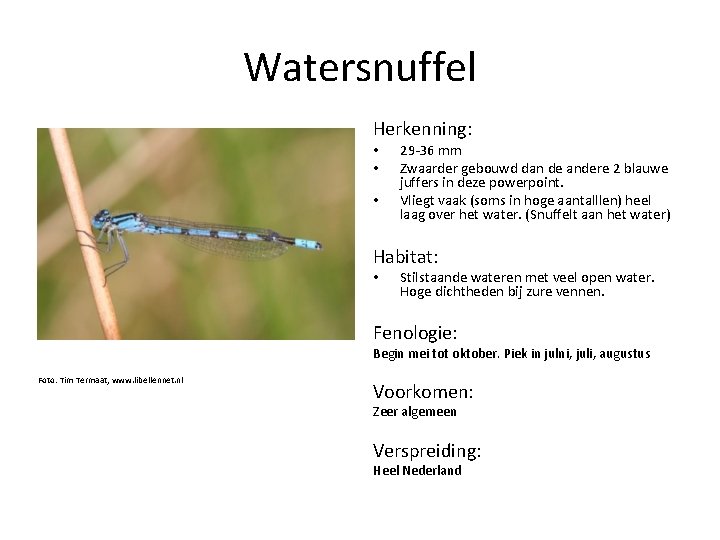 Watersnuffel Herkenning: • • • 29 -36 mm Zwaarder gebouwd dan de andere 2