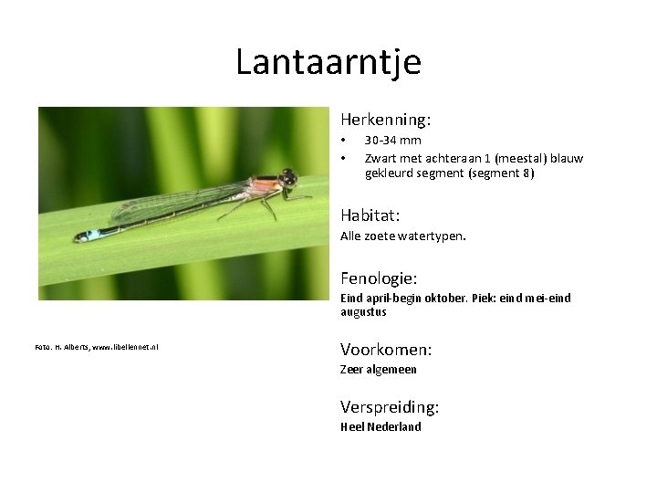 Lantaarntje Herkenning: • • 30 -34 mm Zwart met achteraan 1 (meestal) blauw gekleurd