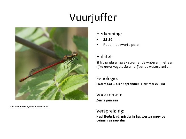 Vuurjuffer Herkenning: • • 33 -36 mm Rood met zwarte poten Habitat: Stilstaande en